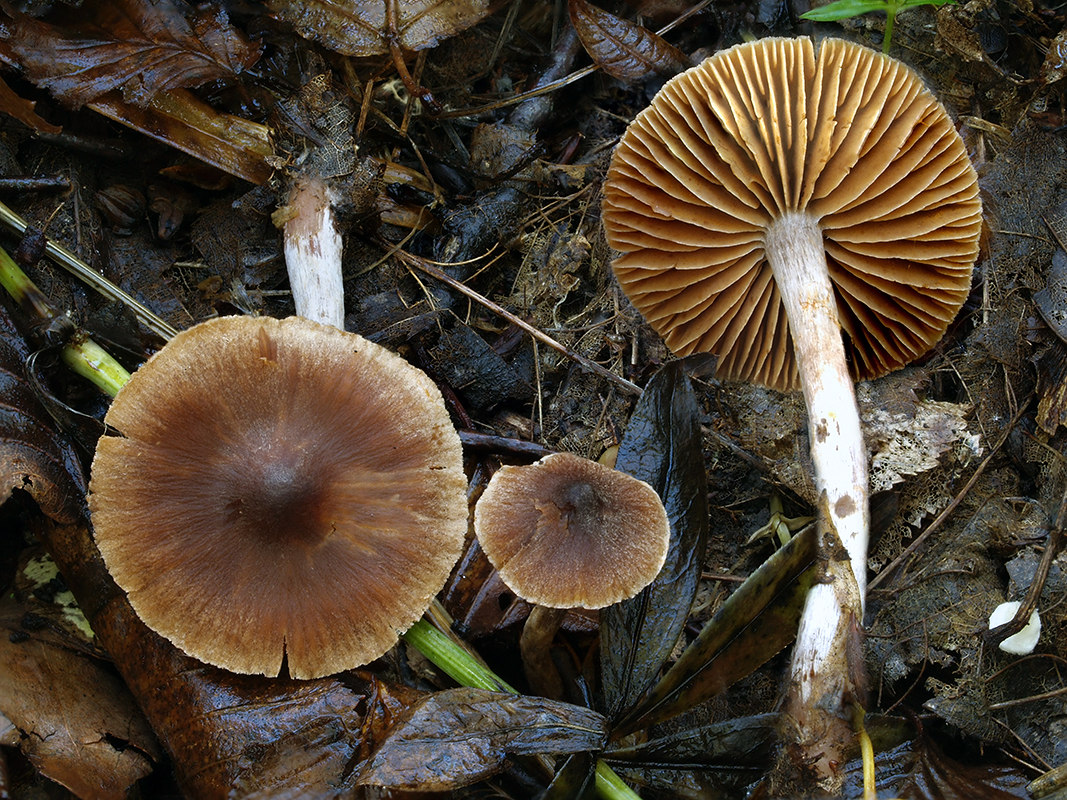 C. fagetorum - bukový