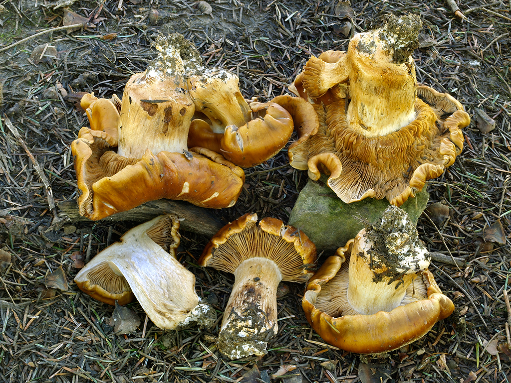 C. fibrosipes - vláknitohlúbikový