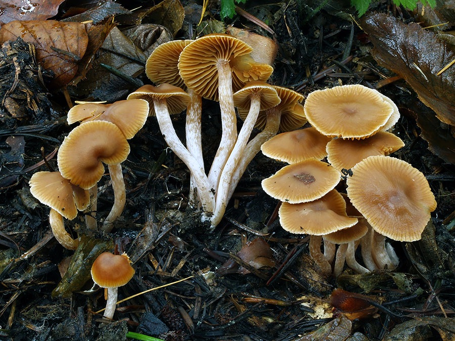 C. fibulatobtusus - š􀆡hlotupý