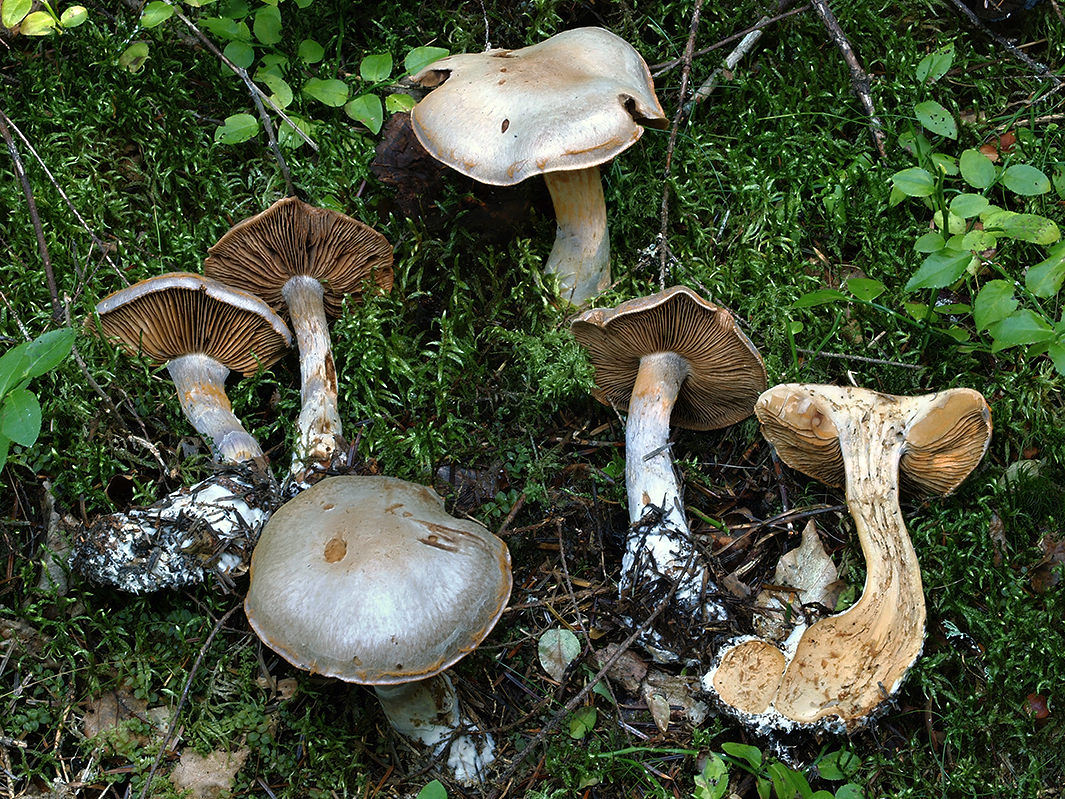 C. finitimus - podobný