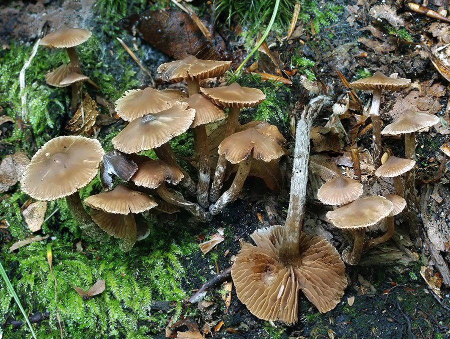 C. flabellus - vejárovitý