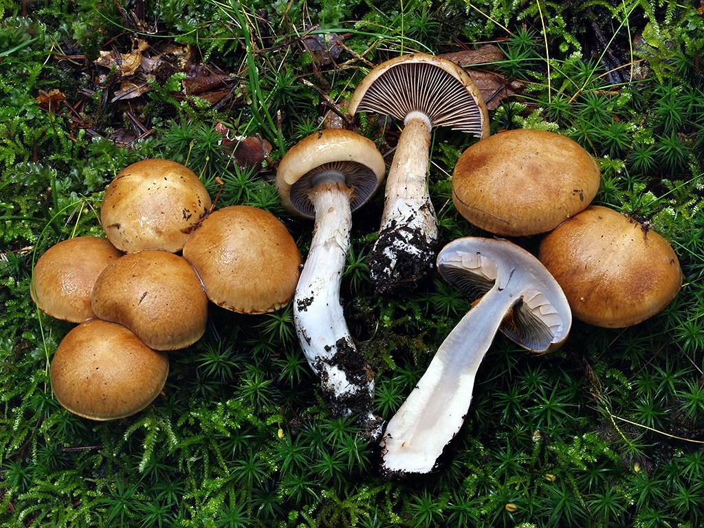 C. flavivelatus - žltkastoplach􀆟čkový