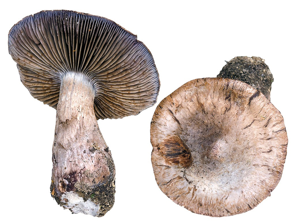 C. flavopunctatus - žltkastobodkovaný