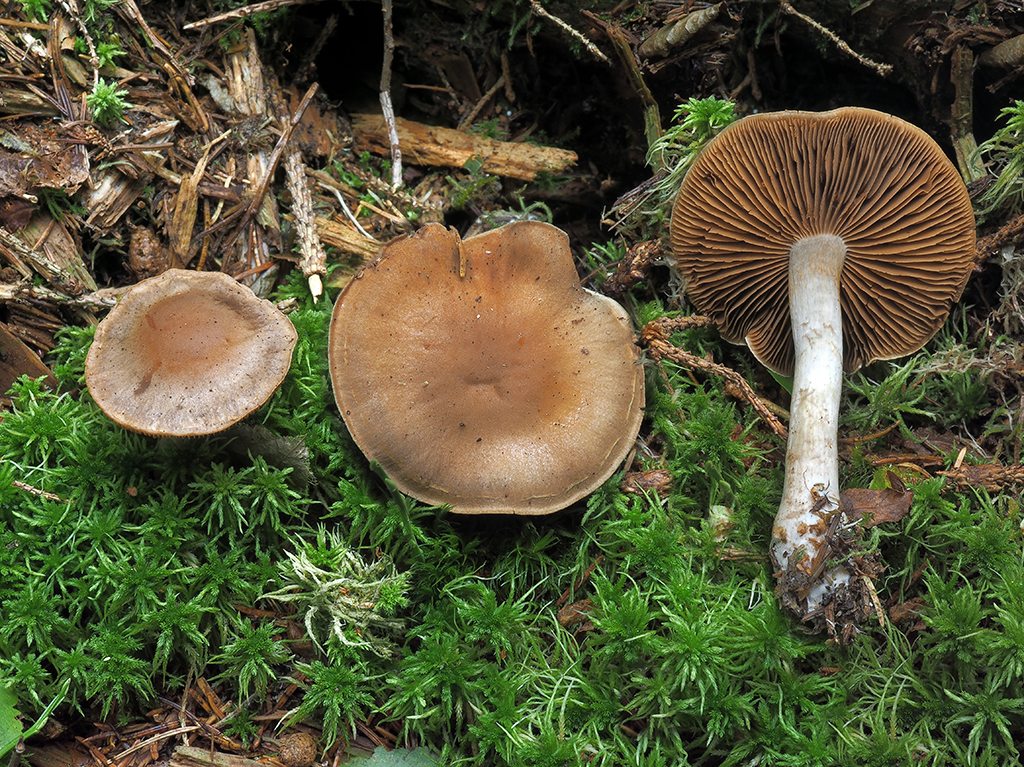 C. floriformis - kvetotvarý