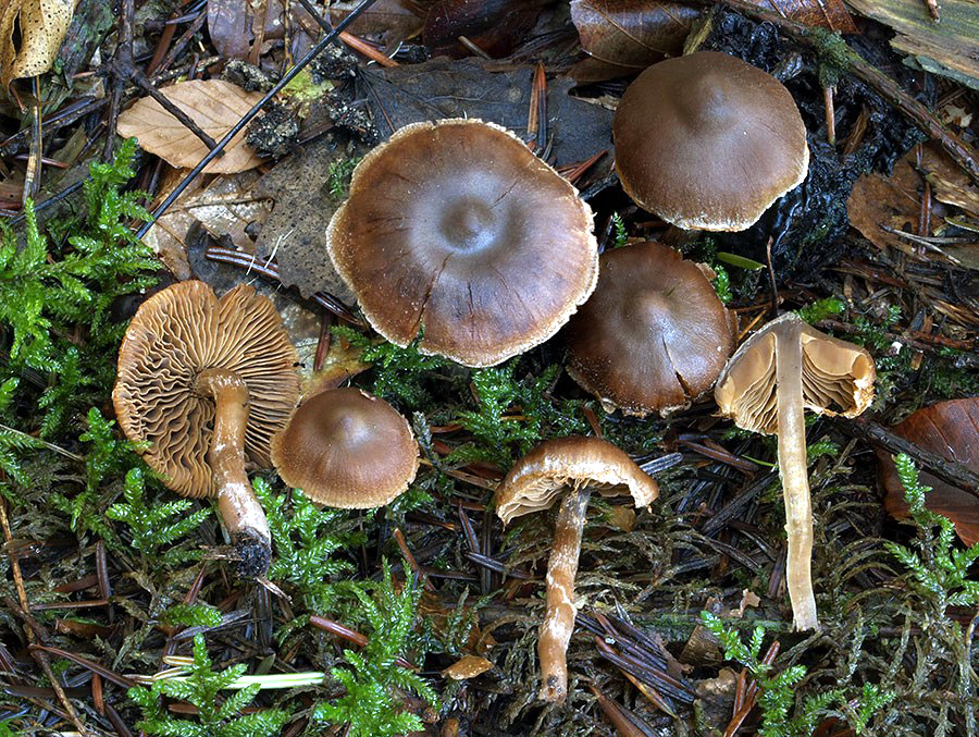 C. fraternus - bratský