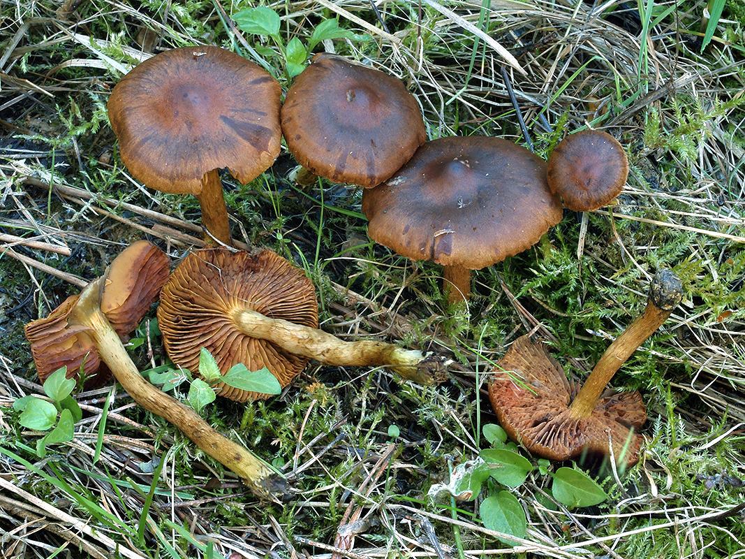 C. fucatophyllus - škvrnitolupeňový