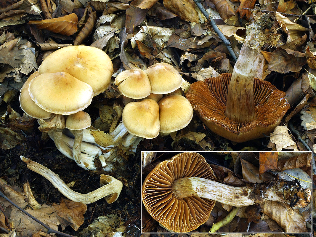 C. fulvaureus - hnedozlatý