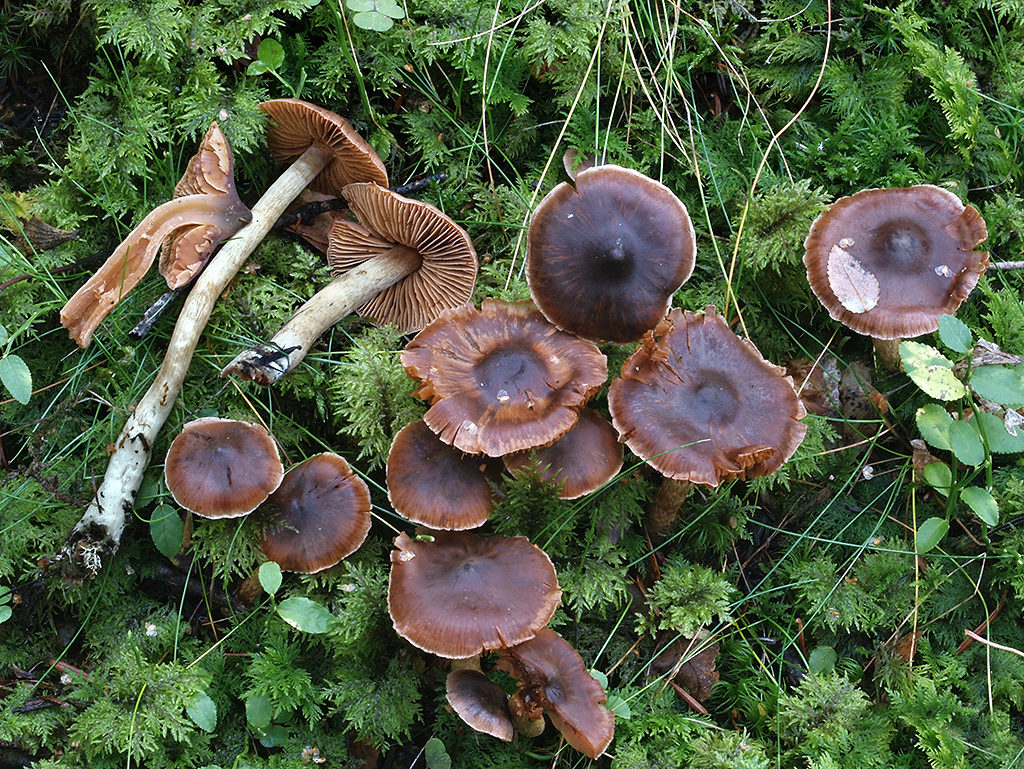 C. fulvescens - plavočervený