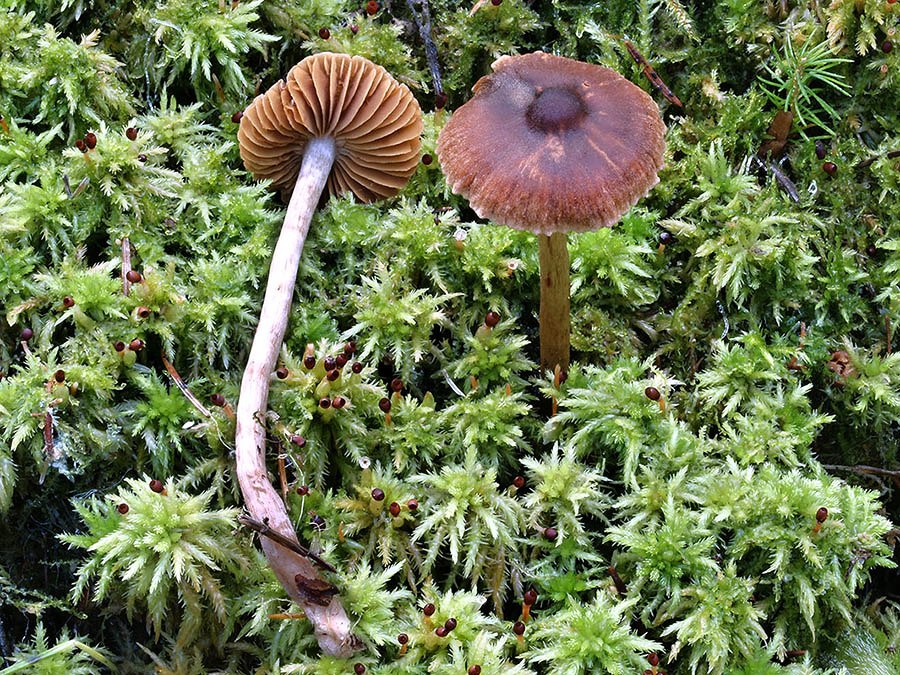 C. fulvescens f. maximus - tenkohlúbikový