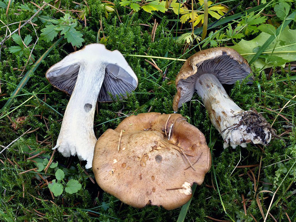 C. fulvo-ochrascens - sivohnedastý