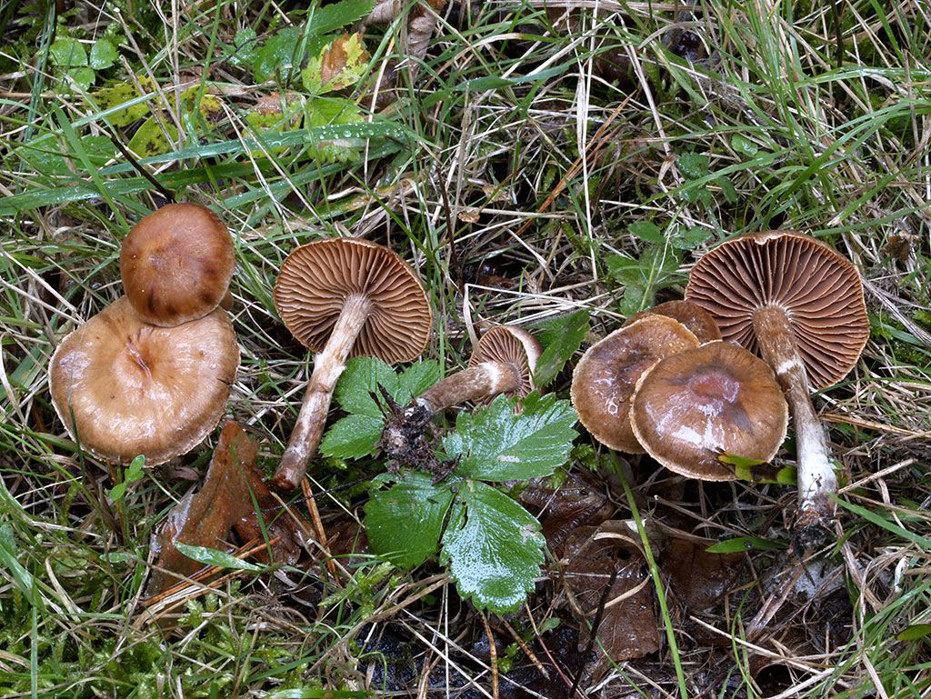 C. fulvoisabellinus - plavohnedý