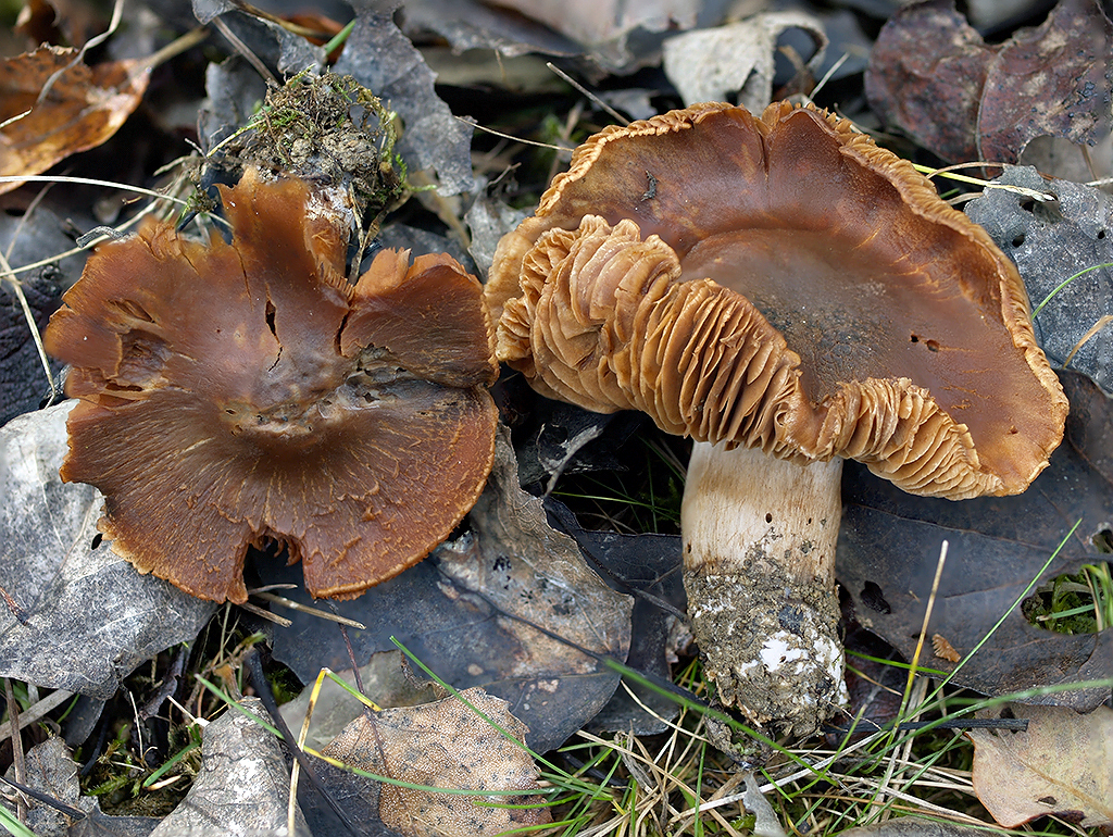 C. furvolaesus - neblahý
