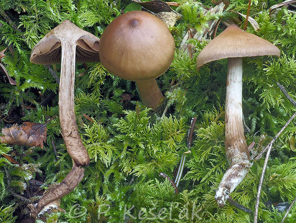 C. fuscatus - nalíčený