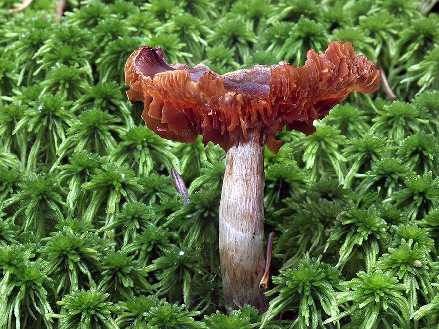 C. fuscescens - tmavohnednúci