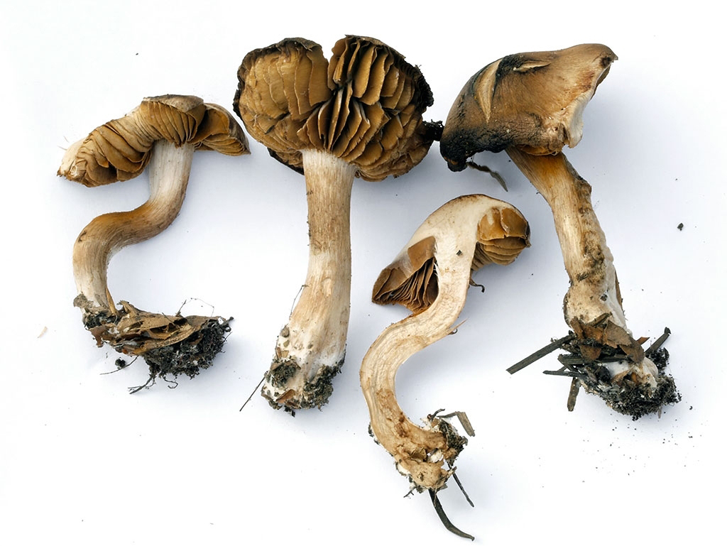 C. fuscoperonatus - 􀆟grovaný