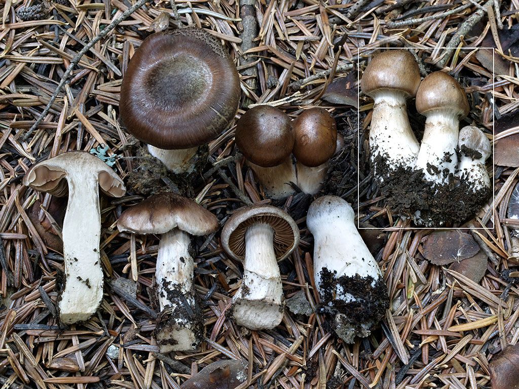 C. fuscovelatus - hnedozávojový