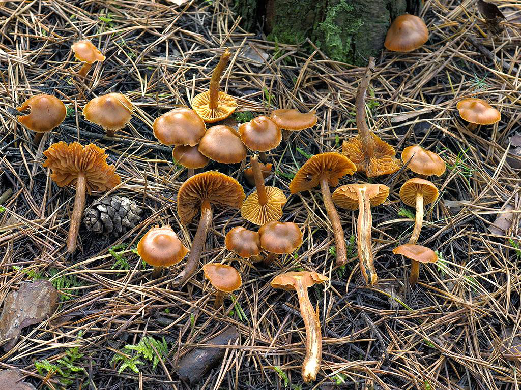 C. gentilis - šafranovohnedý