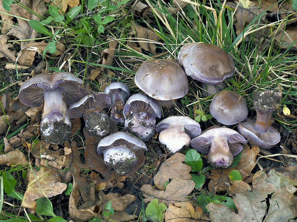 C. genuinus - dedičný
