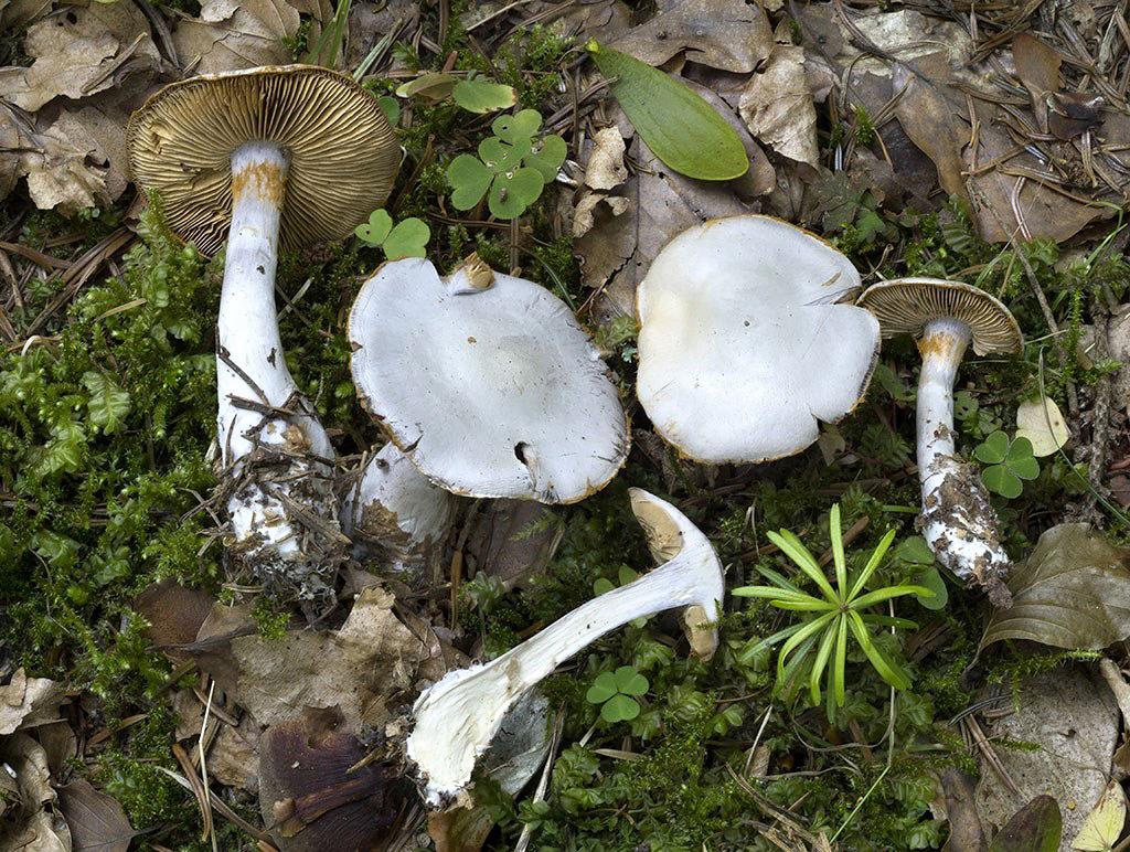 C. geophilus - ílovolupeňový