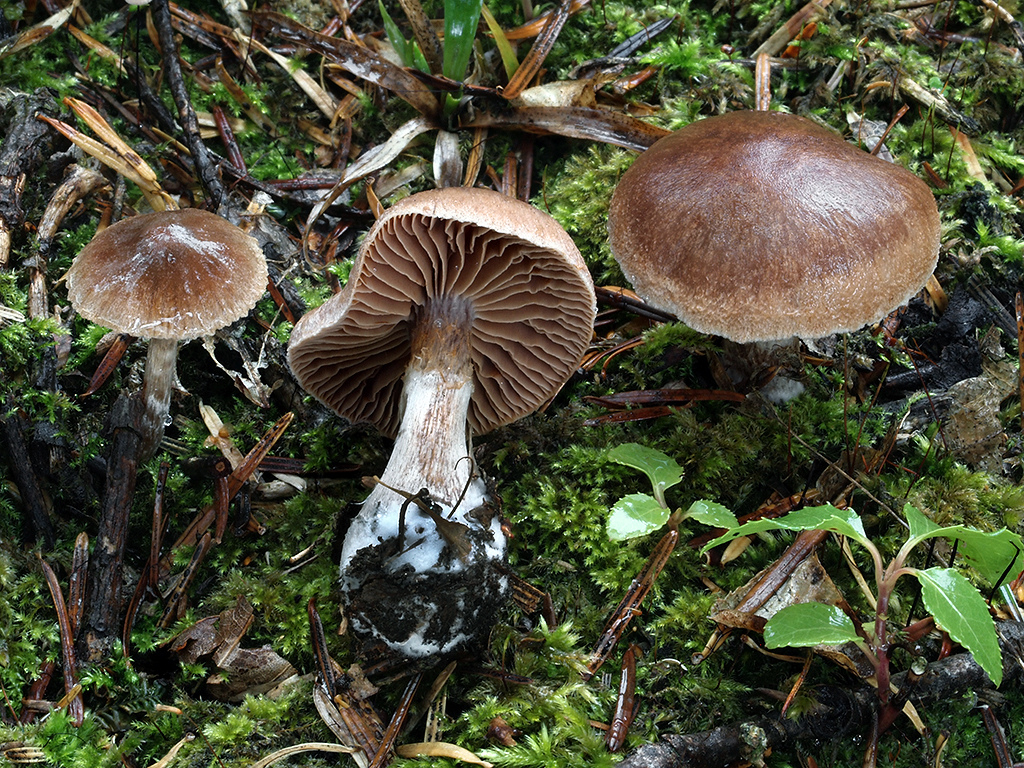 C. glandicolor - žaluďovohnedý