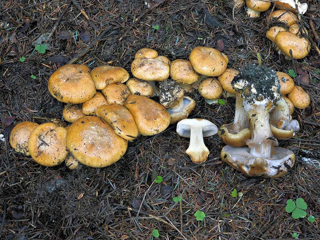C. glaucopoides - nadvinutý