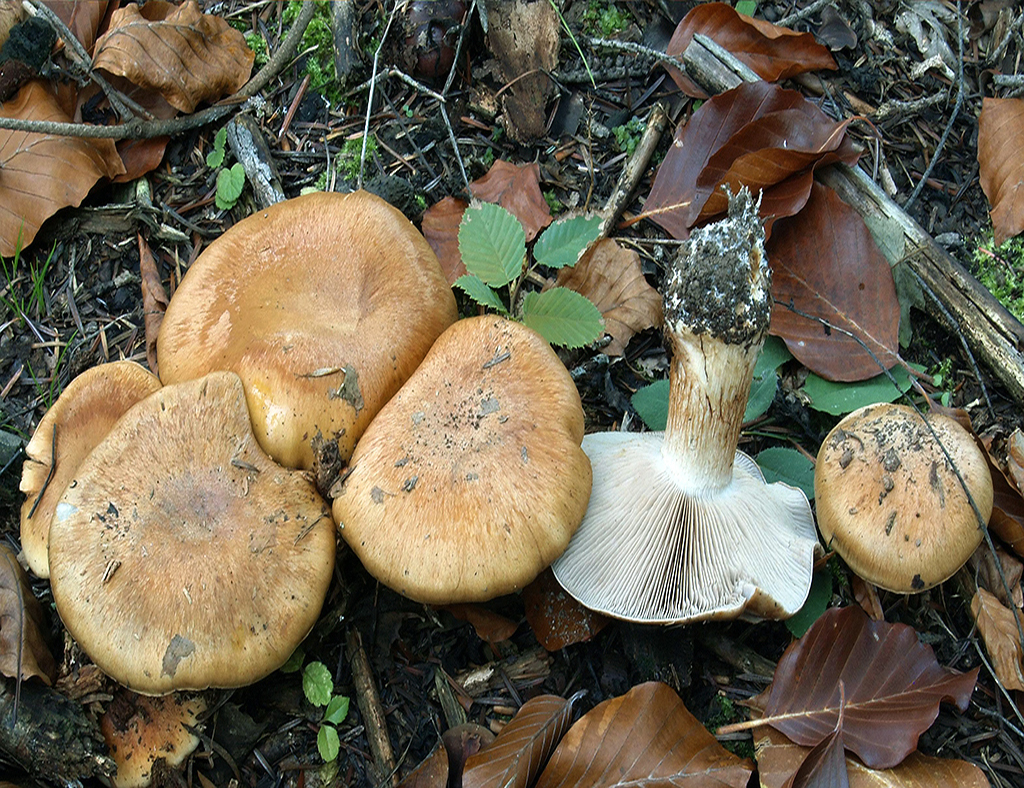 C. glaucopus var. acyaneus - premenlivý nemodrý 