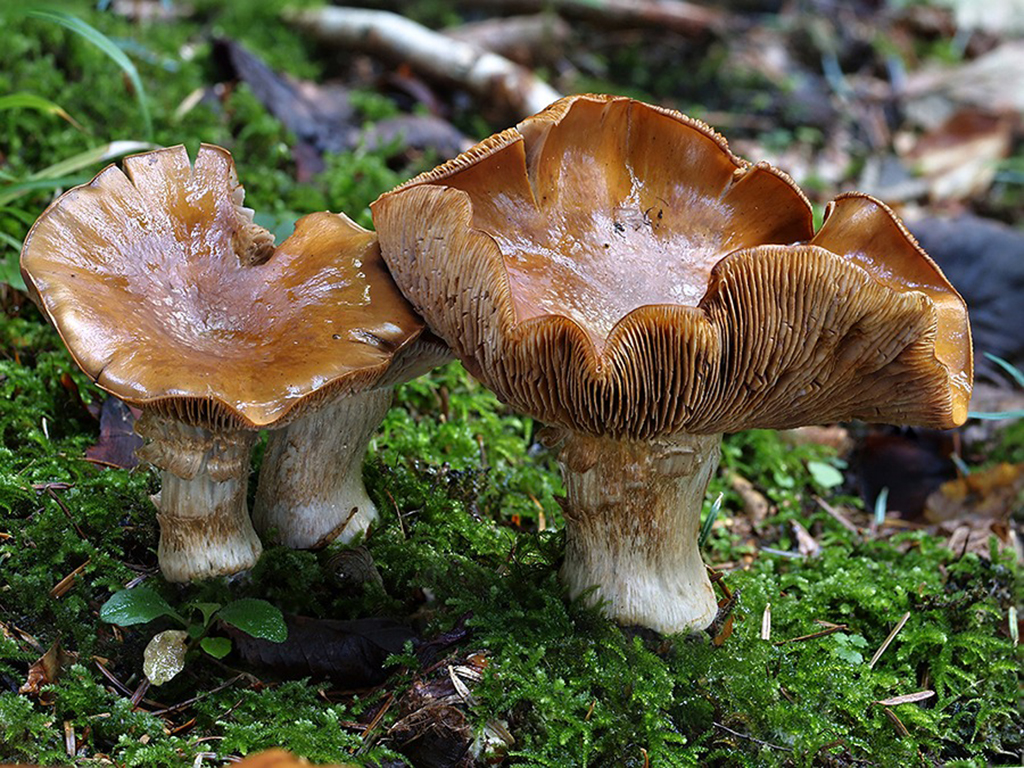 C. glaucopus var. fibrosipes - premenlivý vláknitohlúbikový