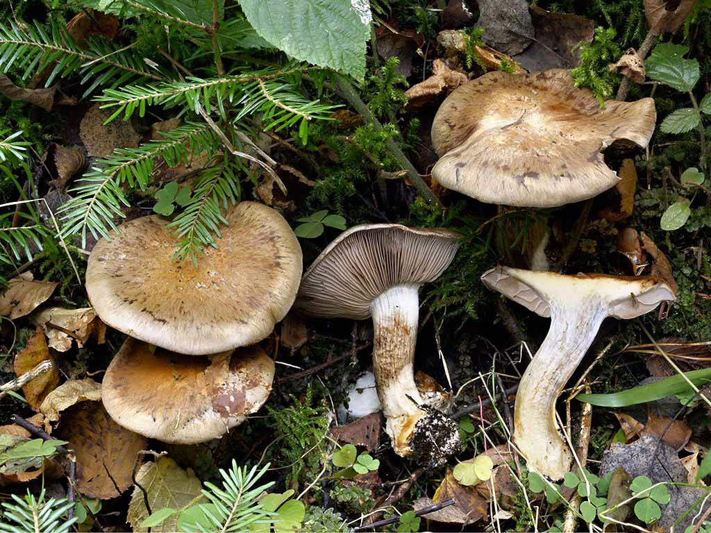 C. glaucopus var. olivaceus - premenlivý olivový