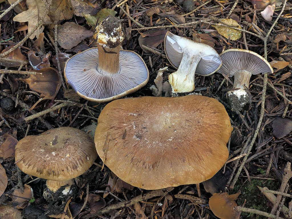 C. glaucopus var. submagicus - premenlivý hrdzavý