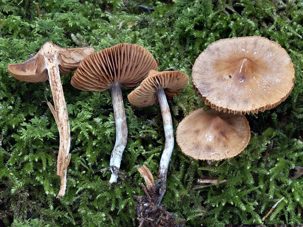 C. globisporus - guľatovýtrusný