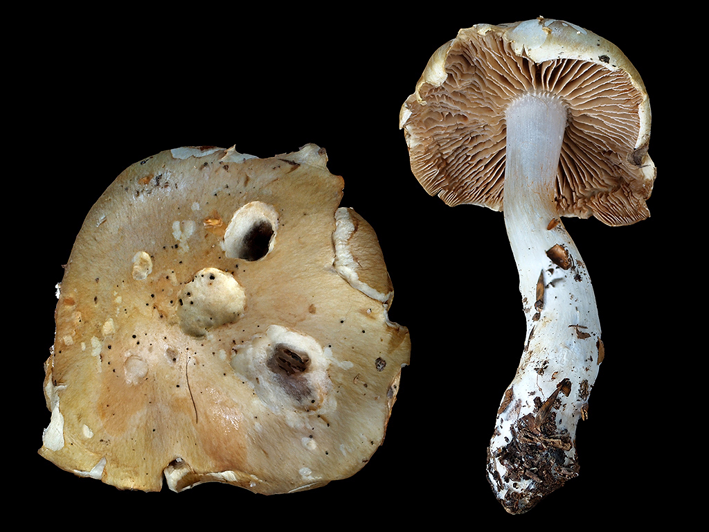 C. griseoluridus - sivookrový