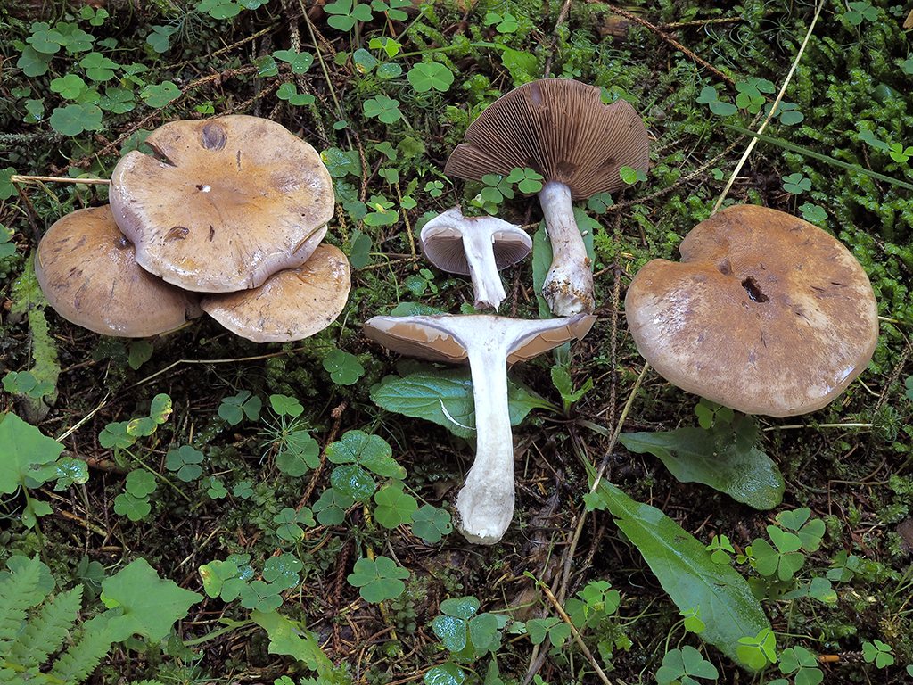 C. griseomalvaceus - sivoslezový