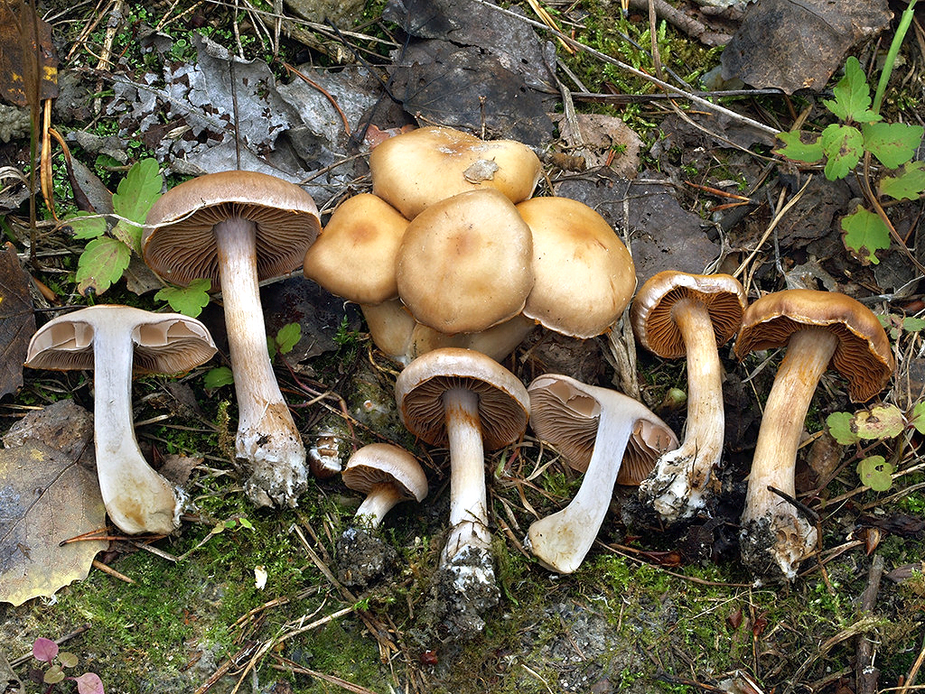 C. gymnopus - holohlúbikový