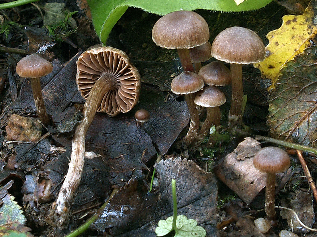 C. helvelloides - vláknitošupinkatý