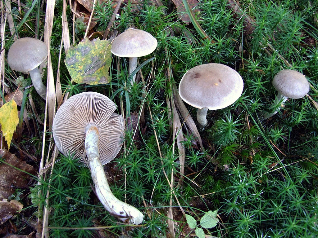 C. hemitrichus - plstnatý