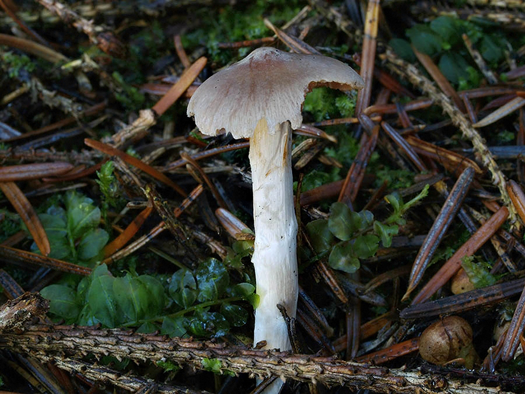 C. hemitrichus f. improcerus - nízky