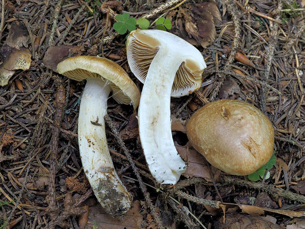 C. henryi - Henryho