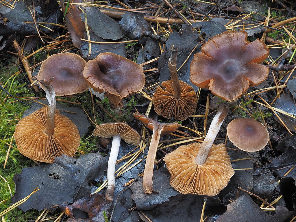C. heterodepressus - otlačený