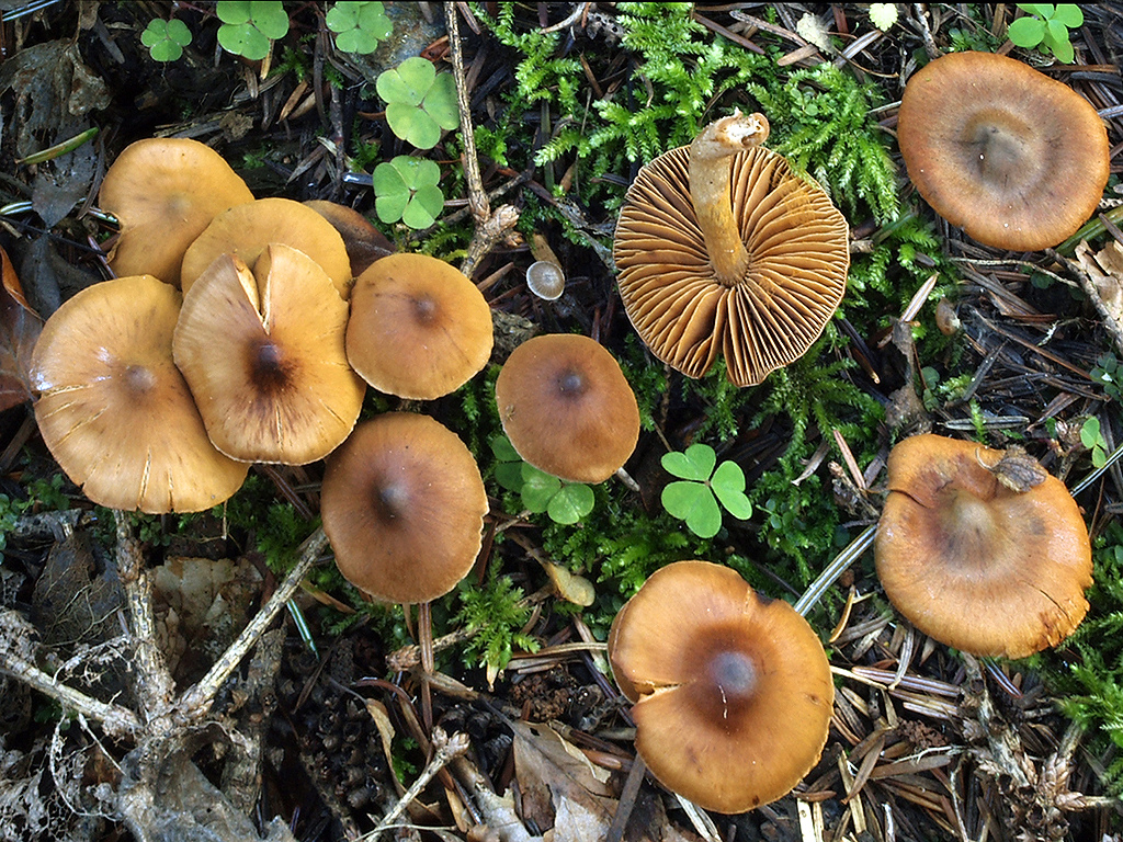 C. hiemis - zimný
