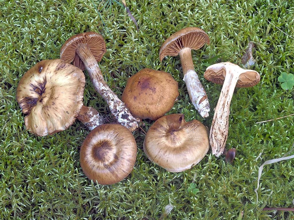 C. hinnuleoscitus - sivoškoricový