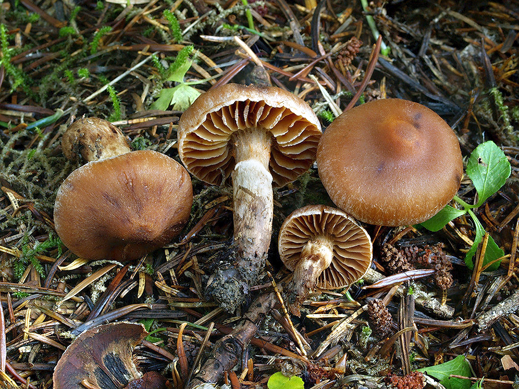 C. hinnuleus - zemitý