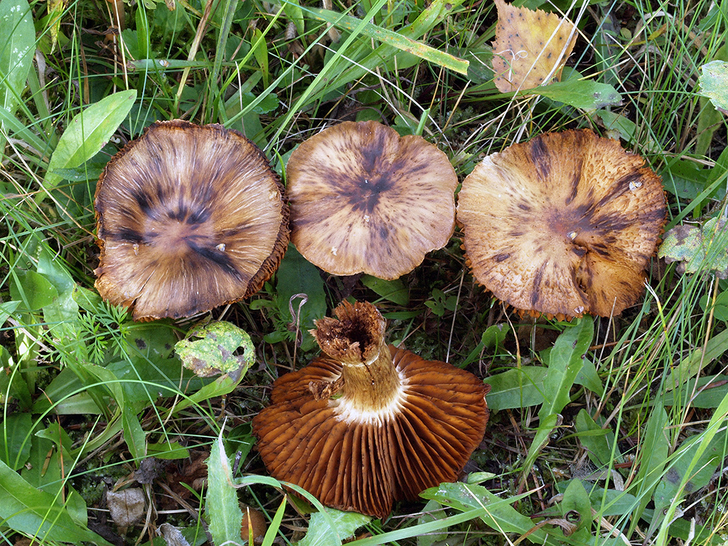 C. hinnuleus var. favreanus - tupovypuklý
