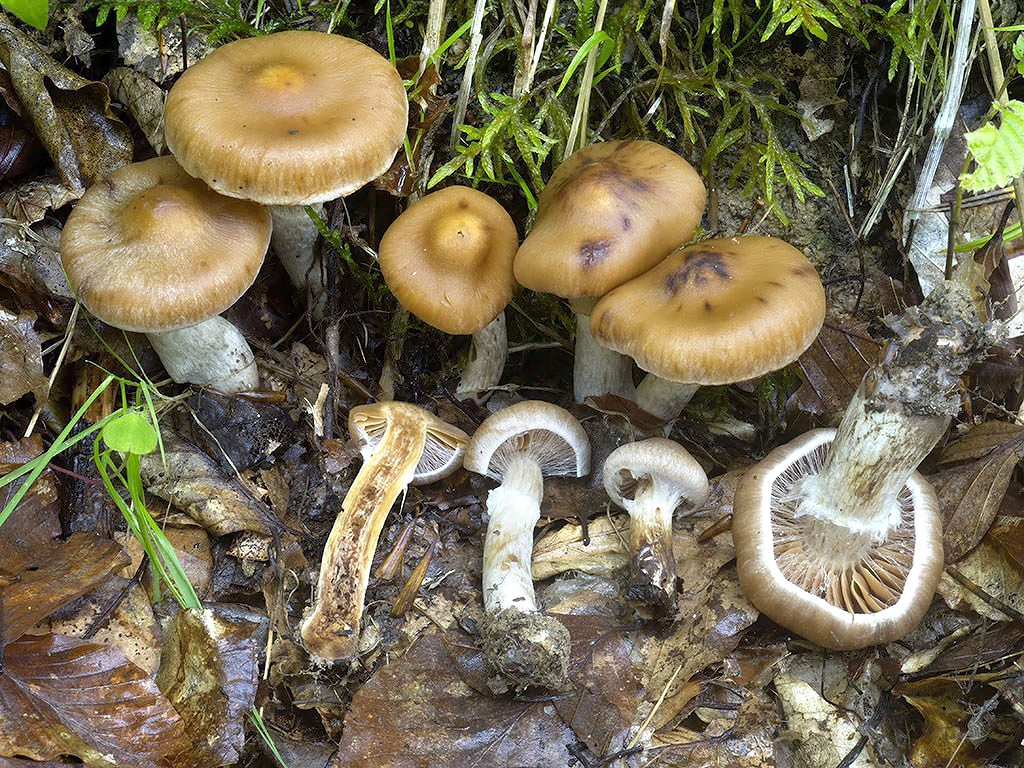 C. hinnuloides - jelenčí