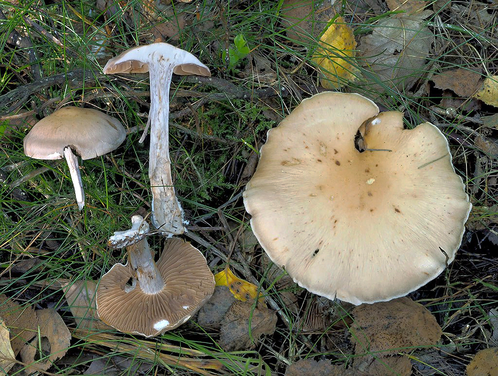 C. hircinosmus - capí