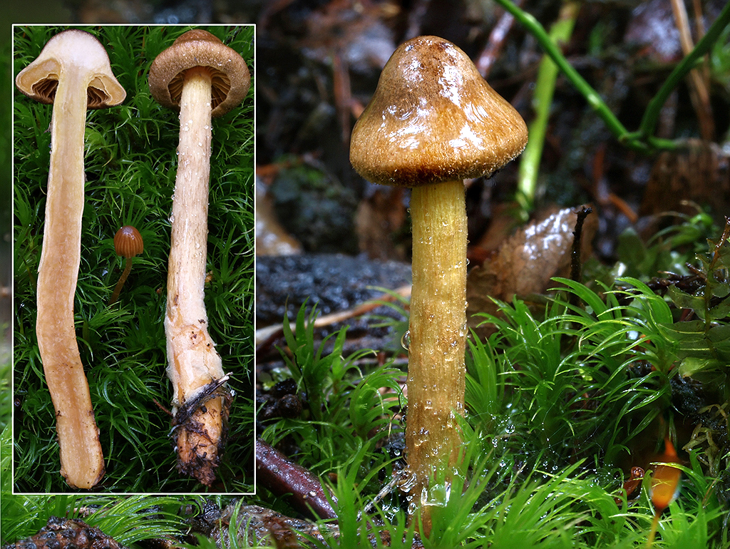 C. huronensis var. huronensis - machový