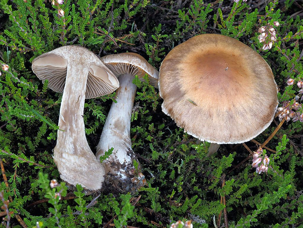 C. hydrotelamonioides - vlhký