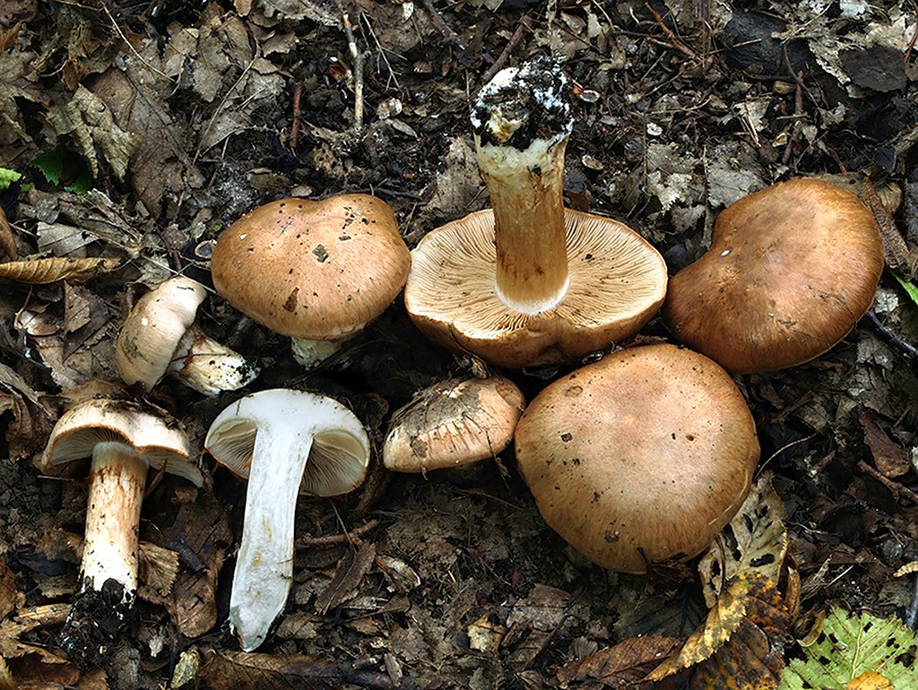 C. chamaesalicis - béžovohnedý