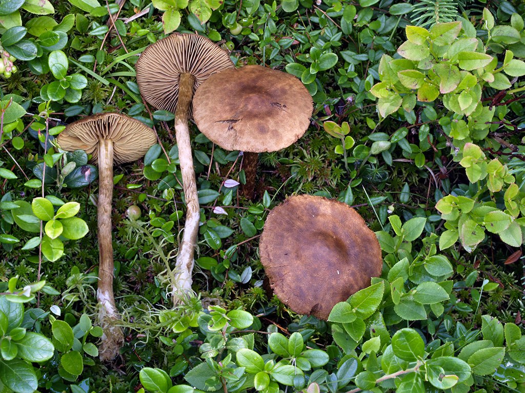 C. chrysolitus - rašeliniskový