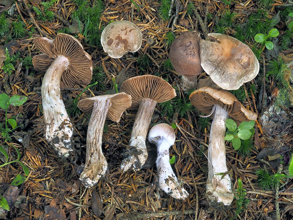 C. illepidus - nevkusný