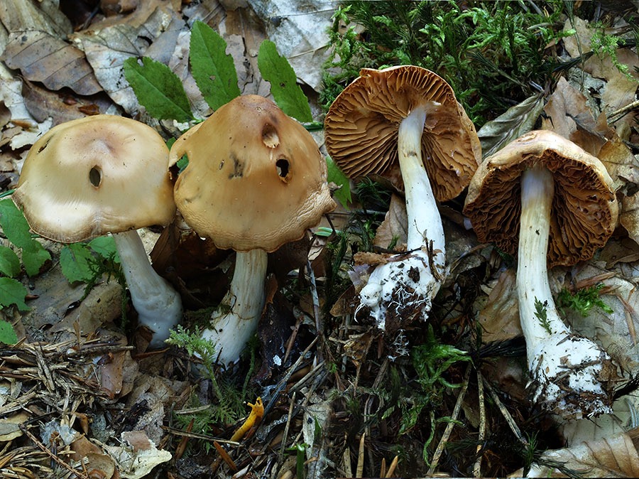 C. illibatus - čistý